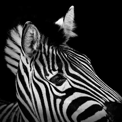 black and white images of animals.